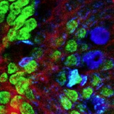 熒光濾光片里面說的熒光是什么光？